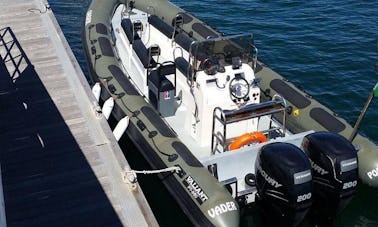 Lisbonne : excursion en bateau pour observer les dauphins en petit groupe