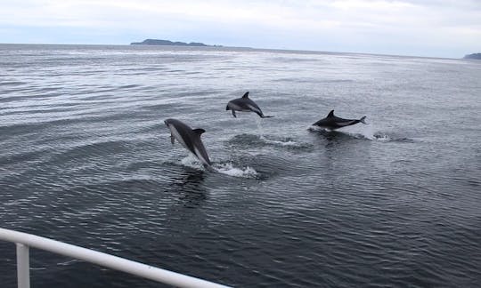 Tour con delfines en Queilén, Chile