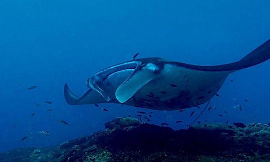 Aventura de mergulho (mergulhos divertidos) em Nusa Lembongan