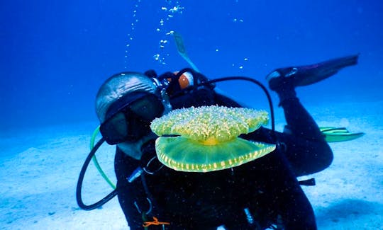 Exclusive Diving Package in Bayahibe, Dominican Republic