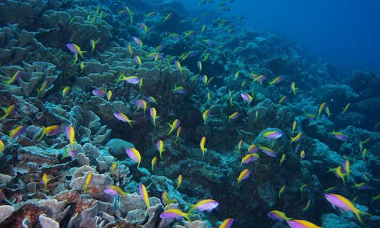 Scuba Diving Trip in Fuvahmulah, Maldives