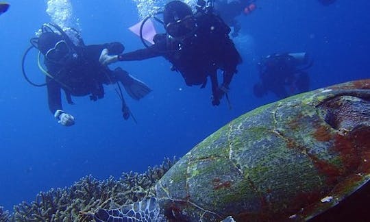 Turtles having lunch