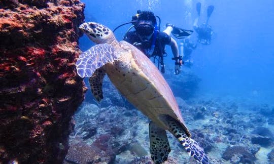 Book A Fun Diving Trip In Phi Phi Island, Thailand