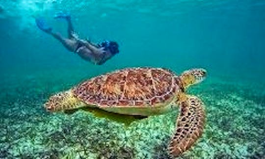 Snorkel w/ Turtles Adventure on 43' Bertram Motor Yacht in Nassau Bahamas