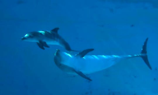 Dolphin Watching Trip in Flic en Flac, Mauritius