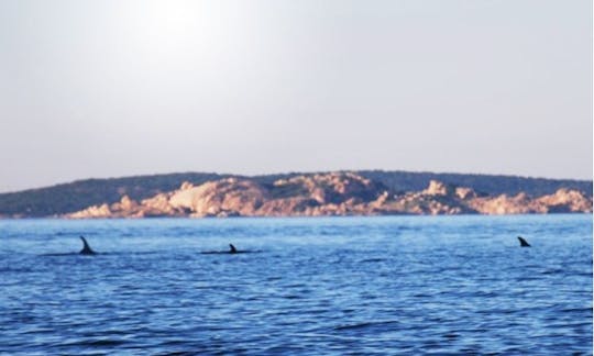 Clubman 24 RIB para 16 personas disponible para alquilar en Cannigione, Italia