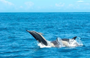 Lisbon: Small-group Dolphin Watching Boat Tour
