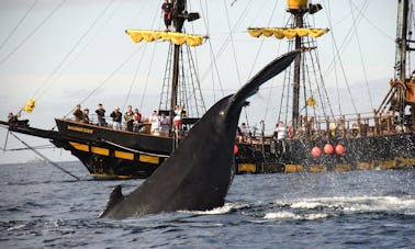 Crucero pirata con desayuno y observación de ballenas (del 15 de diciembre al 15 de abril)