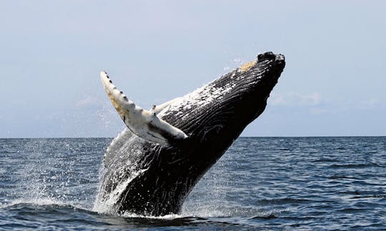 Croisière pirate avec petit-déjeuner et observation des baleines (15 décembre-15 avril)