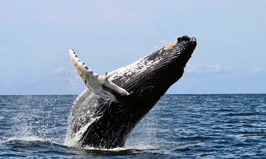 Whale Watching & Breakfast Pirate Cruise (DEC 15TH-APRIL15TH)