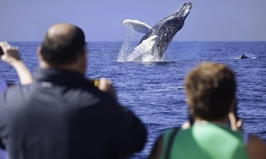 Croisière d'observation des baleines avec petit-déjeuner (15 décembre - 15 avril)