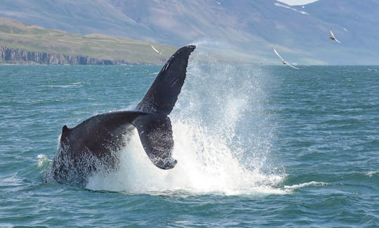 Le meilleur endroit pour observer les baleines dans leur habitat naturel !