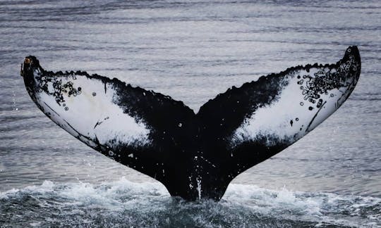 Le meilleur endroit pour observer les baleines dans leur habitat naturel !