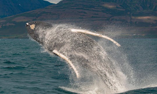 Le meilleur endroit pour observer les baleines dans leur habitat naturel !