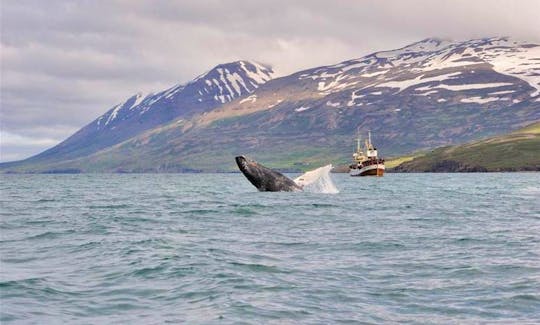 100% Whale Watching Tour in Hauganes, Iceland