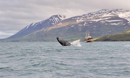 100% Whale Watching Tour in Hauganes, Iceland