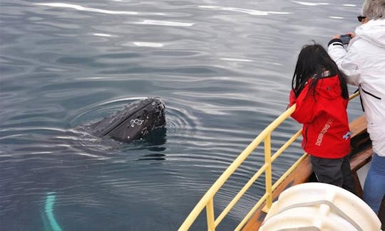 100% Whale Watching Tour in Hauganes, Iceland