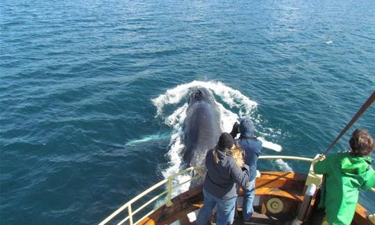 100% Whale Watching Tour in Hauganes, Iceland