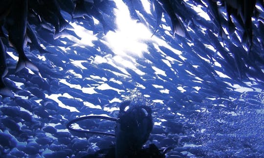 Scuba Diving Trip in Tamarindo, Provincia de Guanacaste