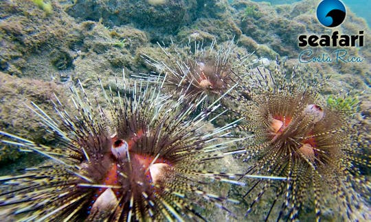 Sea urchin at Catalinas islands snorkeling day trip