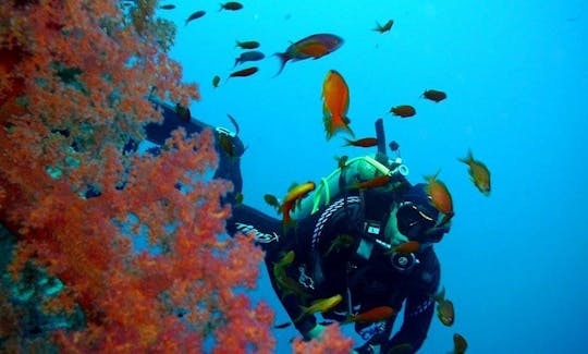 紅海周辺の最高の5日間のボートダイブ旅行を体験してください！