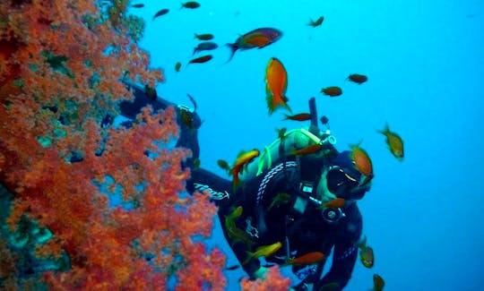 Experience the Best 5-Day Boat Dive Trips Around Red Sea!