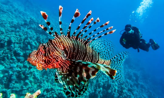 Experience the Best 5-Day Boat Dive Trips Around Red Sea!