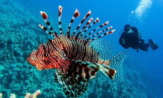 Experience the Best 5-Day Boat Dive Trips Around Red Sea!