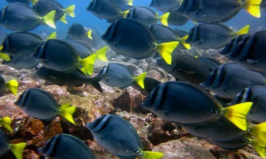 Scuba Diving Vacation in Galapagos Islands