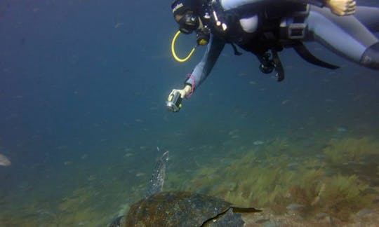 ガラパゴス諸島でのスキューバダイビングバケーション