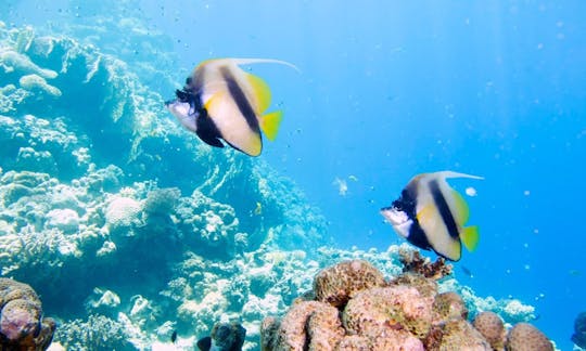 Excursion de plongée sous-marine sur l'île de Tiran en Égypte