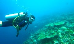 2 Tank Scuba Diving Negril Jamaica Certified Divers