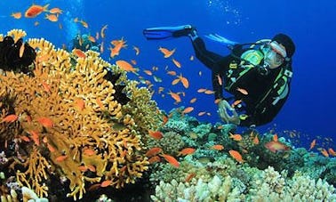 Reserva un buceo para principiantes en Muang Pattaya, Chang Wat Chon Buri