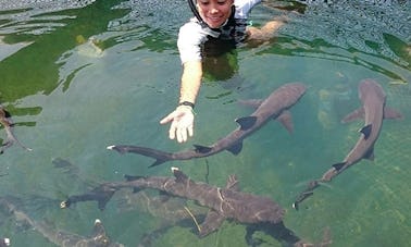 ¡Nada con tiburones en Bali, Indonesia!