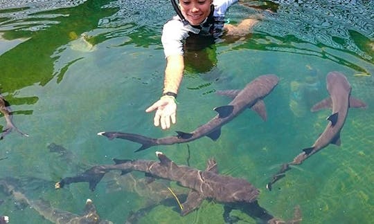 Swim with Sharks in Bali, Indonesia!