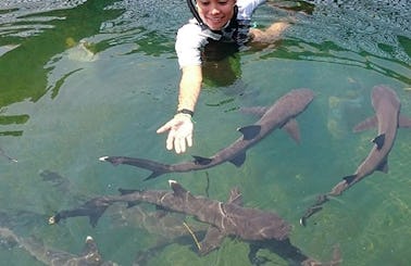 Swim with Sharks in Bali, Indonesia!
