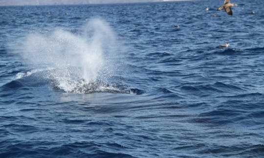 Book the Whale and Dolphin Watching Tour in Funchal, Madeira