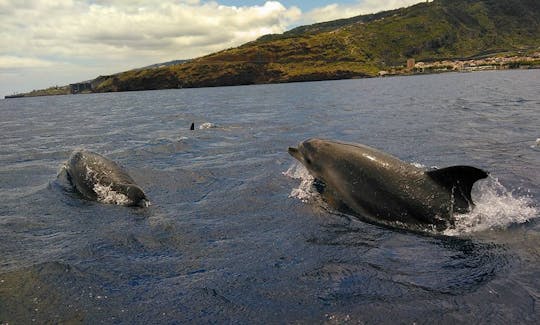 マデイラのフンシャルでクジラとイルカウォッチングツアーを予約する