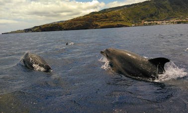 Réservez l'excursion d'observation des baleines et des dauphins à Funchal, à Madère