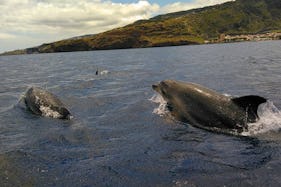 Book the Whale and Dolphin Watching Tour in Funchal, Madeira