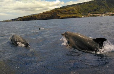 Book the Whale and Dolphin Watching Tour in Funchal, Madeira
