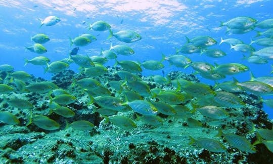 Reserve o Open Water Diver no Funchal, Madeira