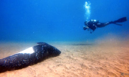 Book the Open Water Diver in Funchal, Madeira