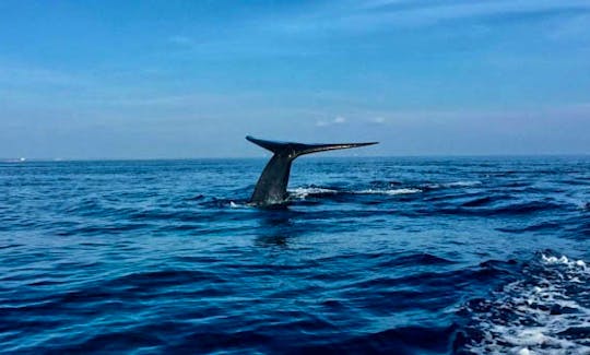 Watch and swim the largest mammals on earth! Whale, Dolphin and Snorkeling Trip in Trincomalee, Sri Lanka!