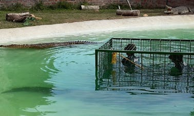 Buceo en jaulas de cocodrilos en Simondium, Paarl