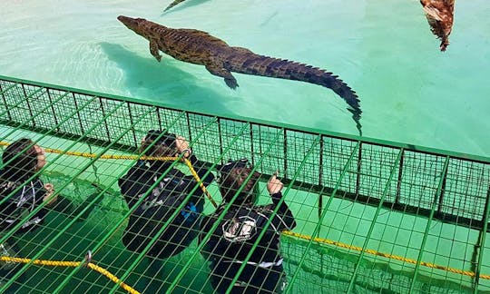 Crocodile Cage Diving in Simondium, Paarl