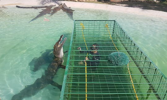 Crocodile Cage Diving in Simondium, Paarl