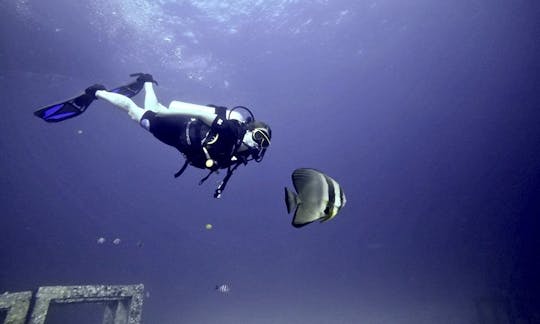 Scuba Diving Trips Around Famous Phuket Dive Sites with Award Winning SSI Diamond Dive Center