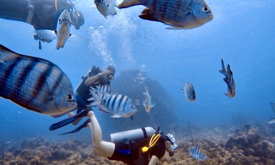 Scuba Diving Trips and Recreational Diving Courses in Punta Cana, Dominican Republic!