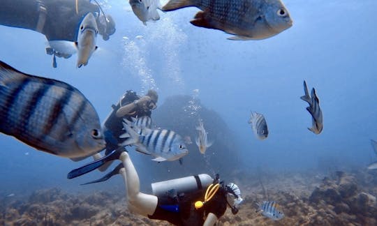 Scuba Diving Trips and Recreational Diving Courses in Punta Cana, Dominican Republic!